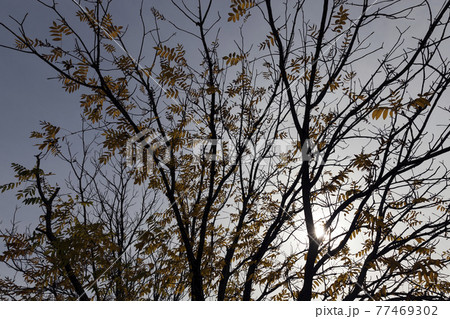 large trees photographed in close up, features and details 77469302