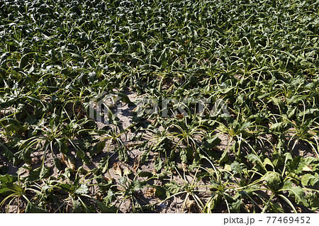 withered beet sprouts withered beet sprouts 77469452