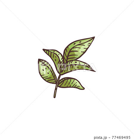Green fresh licorice leaves, hand drawn etching vector illustration isolated. 77469495