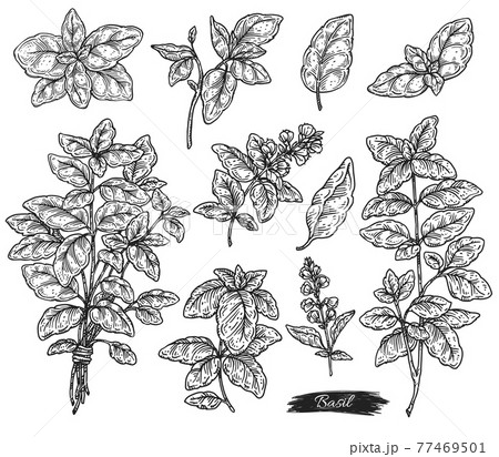 Basil Leaves And Branches Engraving Sketch のイラスト素材