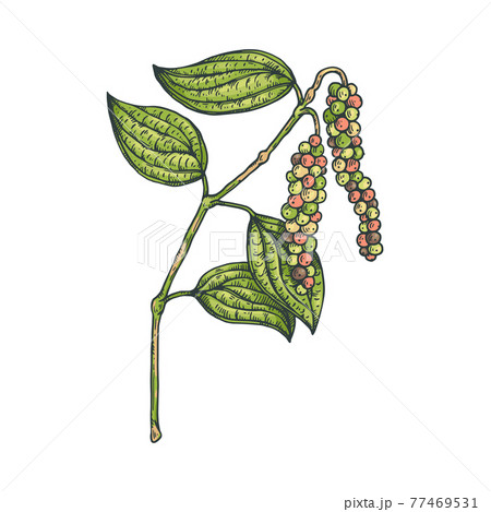 Plant of black pepper with peppercorn and leaves, natural organic food spice. Plant of black pepper with peppercorn and leaves, natural organic food spice. 77469531