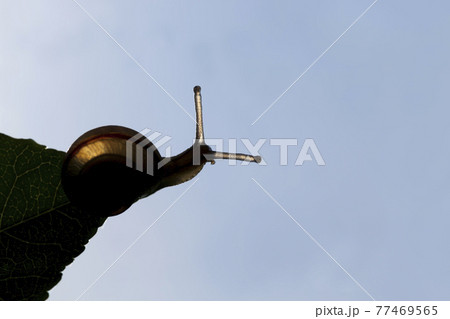 grape snail crawling on its territory grape snail crawling on its territory 77469565