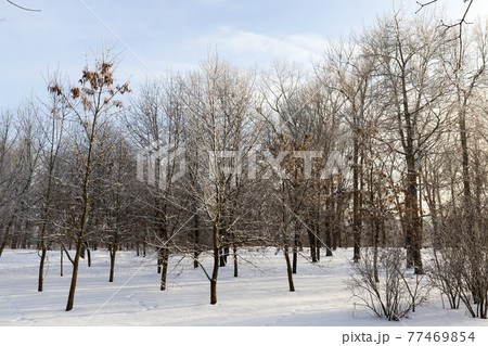winter weather in the park or forest winter weather in the park or forest 77469854