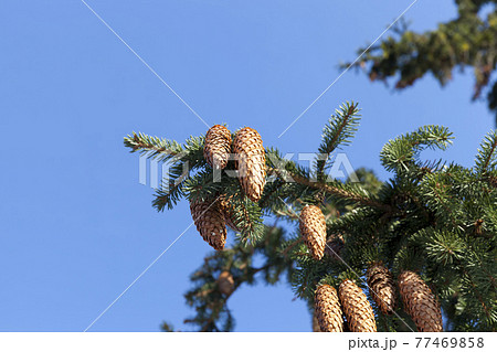 winter weather in the park or forest and pine firs 77469858