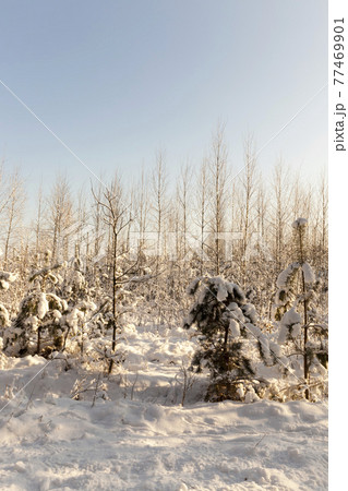 winter season with snow in the park or forest 77469901