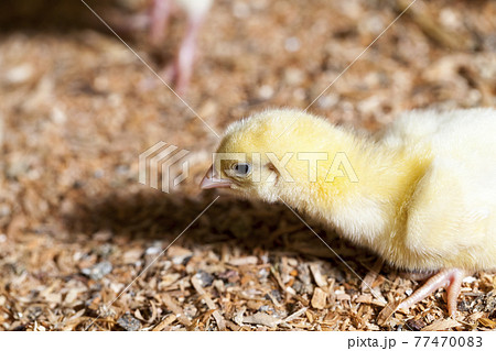 chicken chicks at a poultry farm 77470083