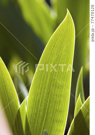 green grass in summer green grass in summer 77470126