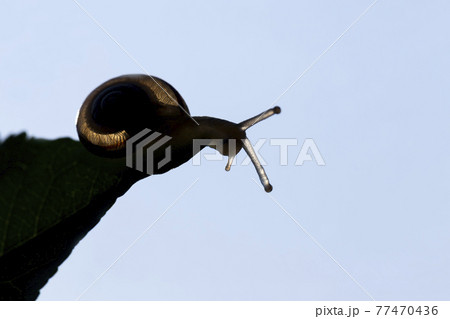 grape snail crawling on its territory 77470436