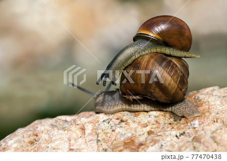 grape snail crawling on its territory grape snail crawling on its territory 77470438