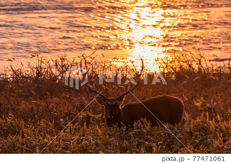野付半島のエゾシカ 野付半島のエゾシカ 77471061