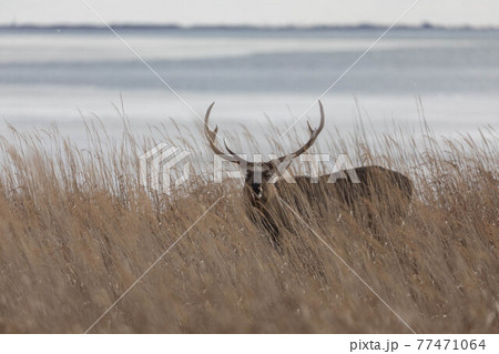 野付半島のエゾシカ 野付半島のエゾシカ 77471064
