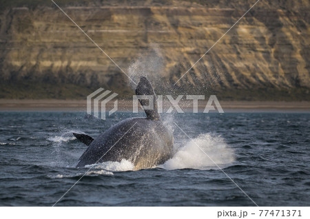 Whale Patagonia Argentina Whale Patagonia Argentina 77471371