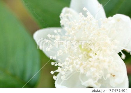 グヮバの花 77471404