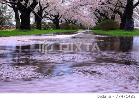 岩手県北上市　春の展勝地　 77471435