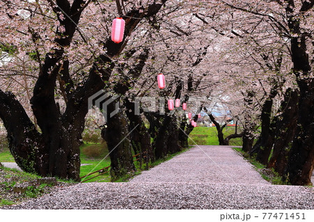 岩手県北上市　春の展勝地　 77471451