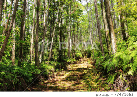 新緑の熊野古道　中辺路　、和歌山県　日本 77471663