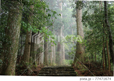 新緑の熊野古道　中辺路　、和歌山県　日本 77471674
