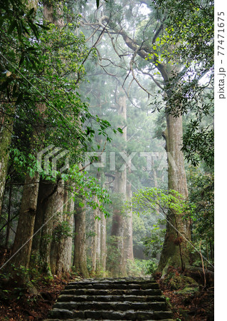 新緑の熊野古道　中辺路　、和歌山県　日本 77471675