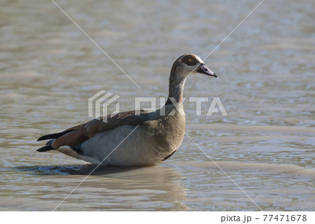 Egyptian goose {Alopochen aegyptiaca} Kruger National Park, South africa 77471678