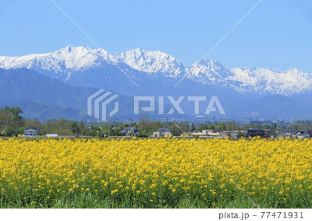 安曇野の5月　菜の花と北アルプス 77471931