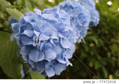 満開の水色あじさい light blue hydrangeas in full bloom 満開の水色あじさい light blue hydrangeas in full bloom 77472016
