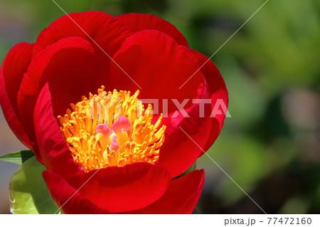 鮮やかな紅色の芍薬(高知県 高知市) 鮮やかな紅色の芍薬(高知県 高知市) 77472160