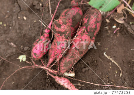 収穫した土のついたサツマイモ 77472253