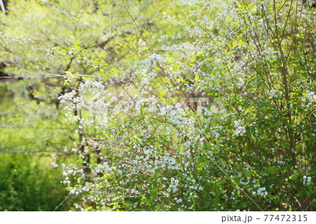 シジミバナの花 シジミバナの花 77472315