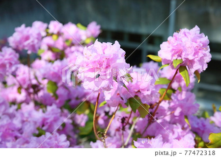 ゲンカイツツジの花 ゲンカイツツジの花 77472318