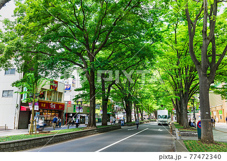 東京　府中市　けやき並木通り 77472340