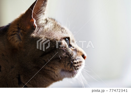 憂いを帯びた猫の横顔 77472341