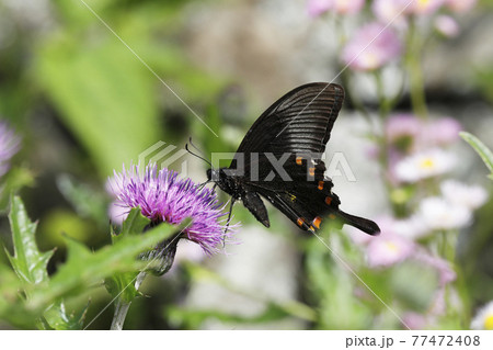 カラスアゲハとノアザミ 77472408
