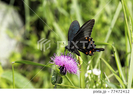 カラスアゲハとノアザミ カラスアゲハとノアザミ 77472412