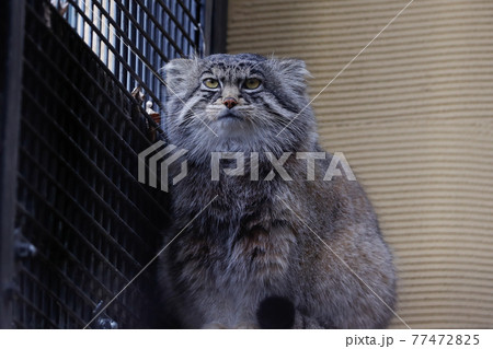 【北海道旭川市】旭山動物園のマヌルネコ 77472825