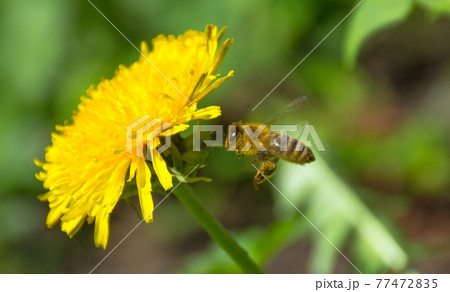 Bee full of pollen collecting nectar on a wild yellow dandelion flower, blurred green spring background Bee full of pollen collecting nectar on a wild yellow dandelion flower, blurred green spring background 77472835