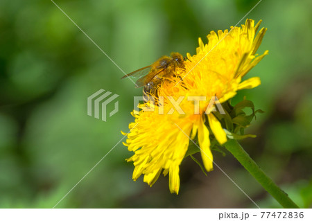 Bee full of pollen collecting nectar on a wild yellow dandelion flower, blurred green spring background Bee full of pollen collecting nectar on a wild yellow dandelion flower, blurred green spring background 77472836