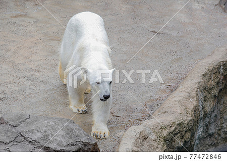 【北海道旭川市】旭山動物園のホッキョクグマ 77472846