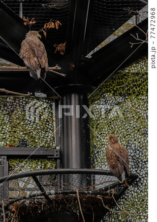 【北海道旭川市】旭山動物園のオジロワシ 77472968