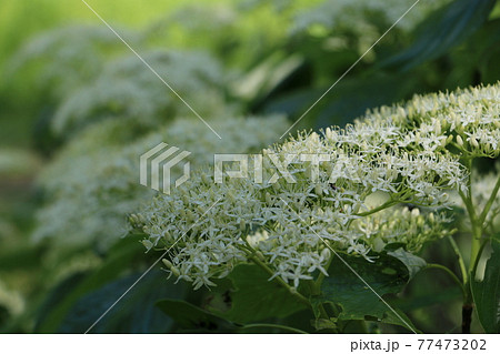 白い小さな花をいっぱい咲かせるミズキの木 77473202