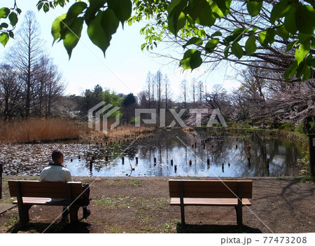善福寺公園 77473208