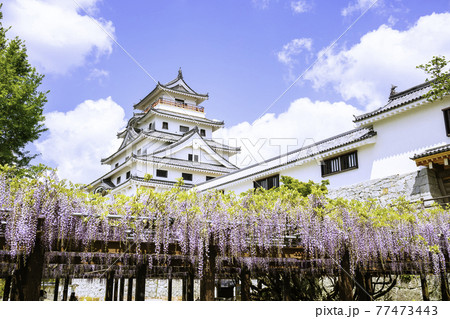 藤の花が見頃を迎えた美しい唐津城 佐賀県唐津市 の写真素材