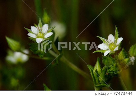 自然 植物 ノミノツヅリ、萼や葉など全体に腺毛があるので変種の『ネバリノノミノツヅリ』かと 自然 植物 ノミノツヅリ、萼や葉など全体に腺毛があるので変種の『ネバリノノミノツヅリ』かと 77473444