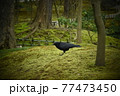 早朝の公園を散歩するカラス 77473450