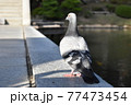 散歩する鳩の背中 77473454