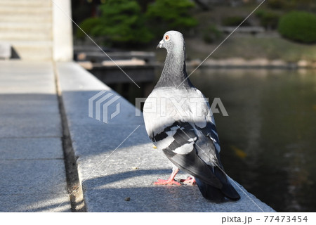 散歩する鳩の背中 散歩する鳩の背中 77473454