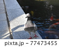 散歩する鳩 77473455