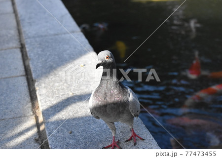 散歩する鳩 77473455
