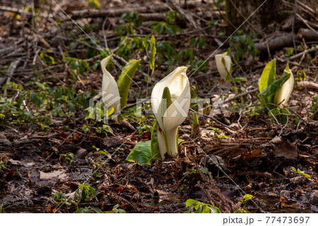 森の水芭蕉 77473697