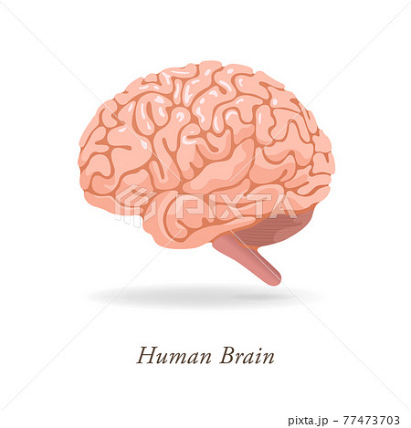 脳のイラストのイラスト素材