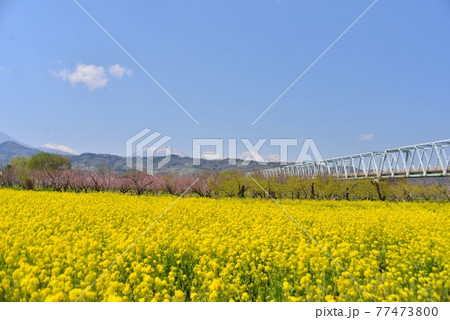 千曲川河川公園の菜の花畑と小布施橋と青空 千曲川河川公園の菜の花畑と小布施橋と青空 77473800